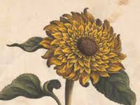 Helianthus